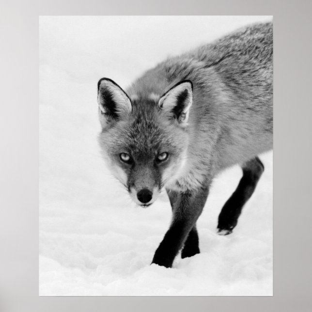 Affiche Renard à sonde (Devant)