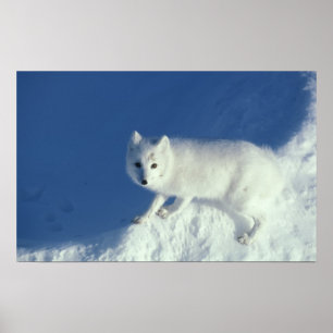 Affiche renard arctique Alopex lagopus) Un renard arctique