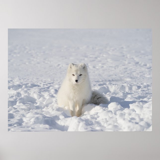 Affiche Renard blanc (Devant)