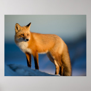 Affiche Renard Brown