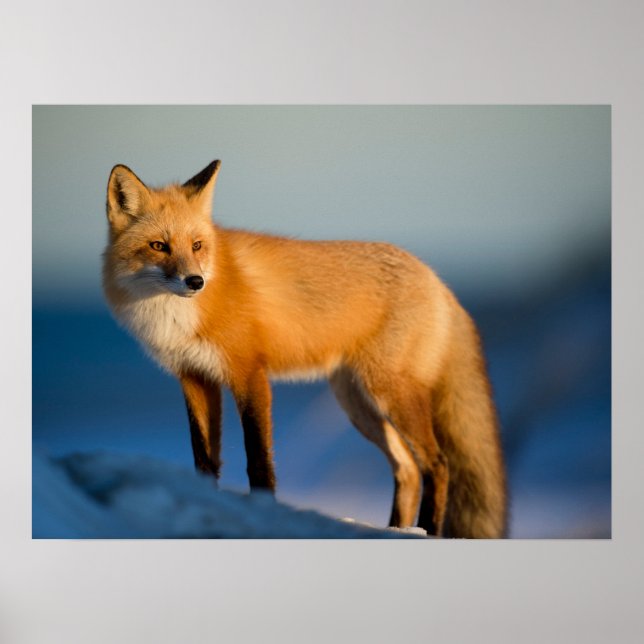 Affiche Renard Brown (Devant)