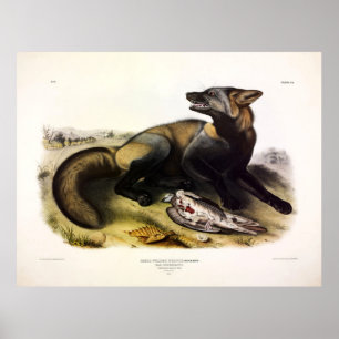 Affiche Renard croisé américain (Vulpes vulpes) par Audubo