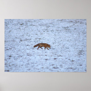Affiche Renard dans la neige