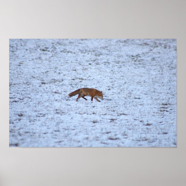 Affiche Renard dans la neige (Devant)