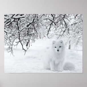 Affiche Renard des neiges dans les bois d'hiver