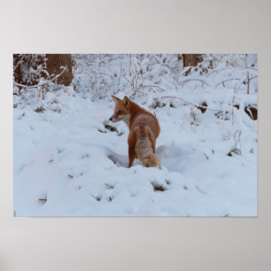 Affiche Renard d'hiver