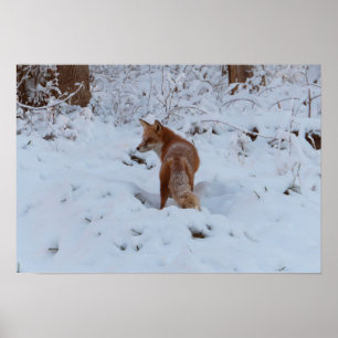 Affiche Renard d'hiver
