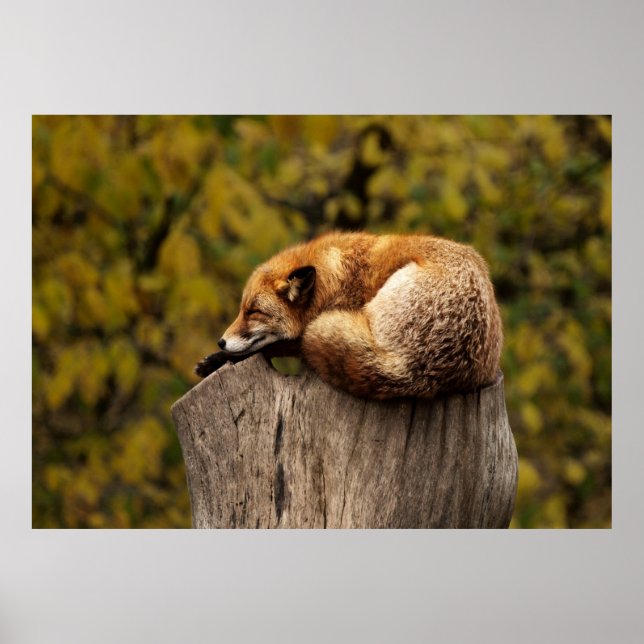 Affiche Renard endormi (Devant)