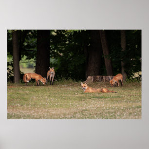 Affiche Renard Family