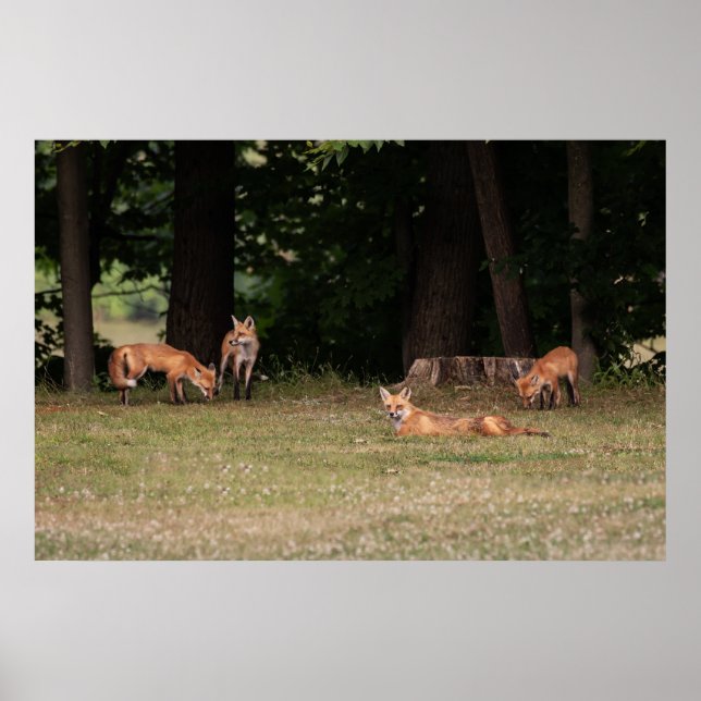 Affiche Renard Family (Devant)