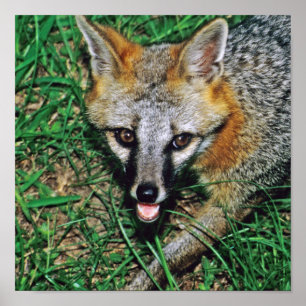 Affiche Renard gris
