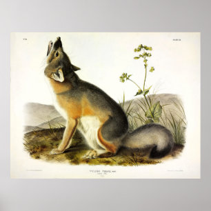 Affiche Renard rapide (Vulpes Velox) par Audubon