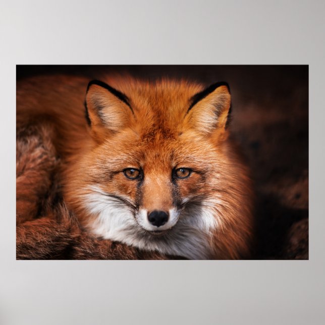 Affiche Renard rouge (Devant)
