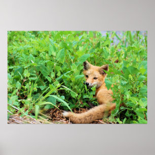 Affiche Renard rouge