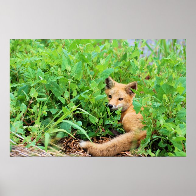 Affiche Renard rouge (Devant)