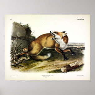Affiche Renard rouge américain, Vulpes vulpes fulvus par A