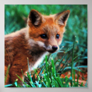Affiche Renard rouge dans l'habitat naturel