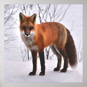 Affiche Renard rouge en hiver
