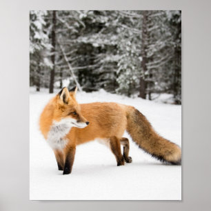 Affiche Renard rouge en neige blanche