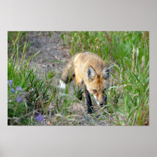 Affiche Renard Rouge Sournois, Colorado