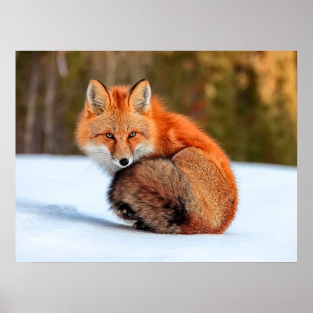 Affiche Renard roux dans la neige | Yukon (Devant)