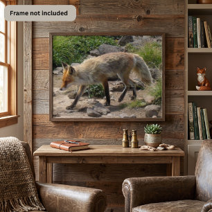 Affiche Renard roux sur un sentier rocailleux - Photograph