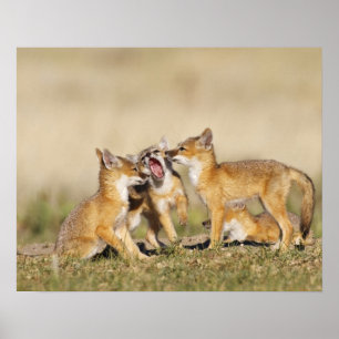 Affiche Renard roux (Vulpes macrotis) jeune au terrier,