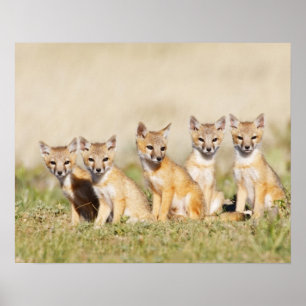 Affiche Renard roux (Vulpes macrotis) jeune au terrier, 2