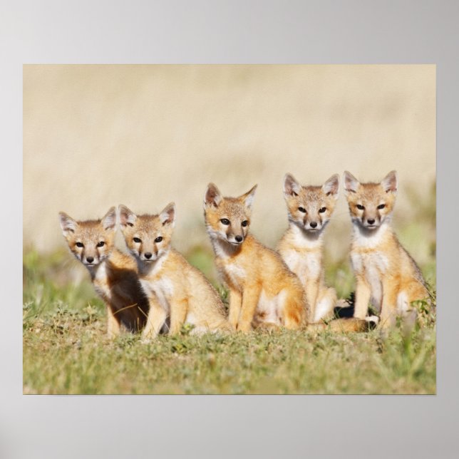 Affiche Renard roux (Vulpes macrotis) jeune au terrier, 2 (Devant)