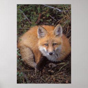 Affiche renard roux, Vulpes vulpes, en couleurs d'automne