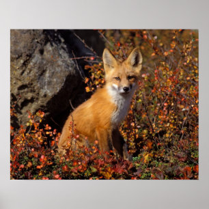 Affiche renard roux, Vulpes vulpes, en couleurs d'automne