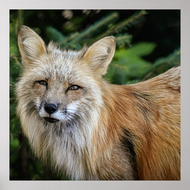 Affiche Renard sauvage (Devant)