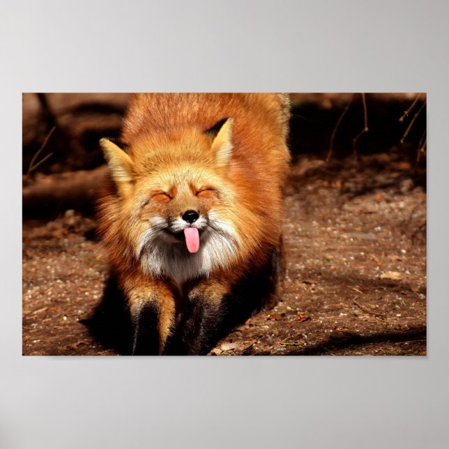 Affiche Renard tirant la langue (Devant)