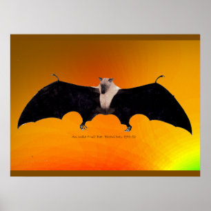Affiche Renard volant des Indes