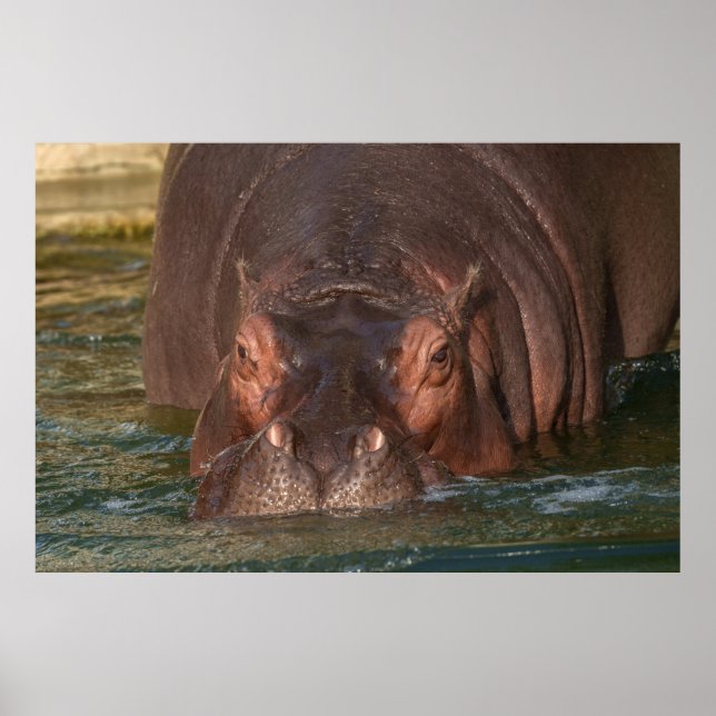 Affiche Rencontre avec Hippopotame (Devant)