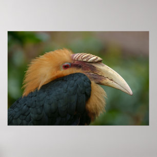Affiche Rencontre avec la Hornbill du Blyth masculin
