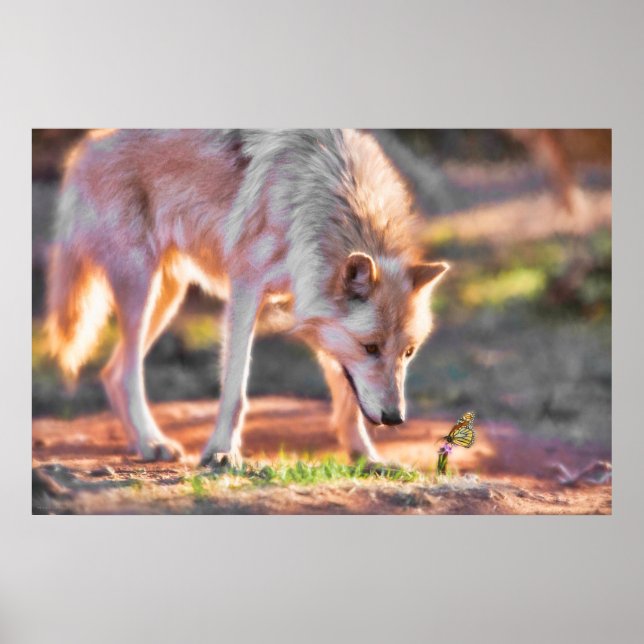 AFFICHE RENCONTRE COLORÉE GRAY WOLF (Devant)