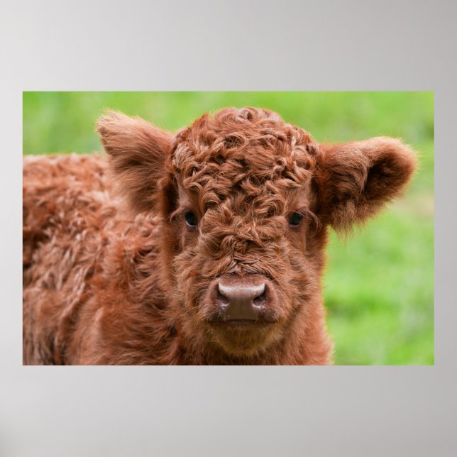 Affiche Rencontrez l'adorable Calf des Highlands (Devant)