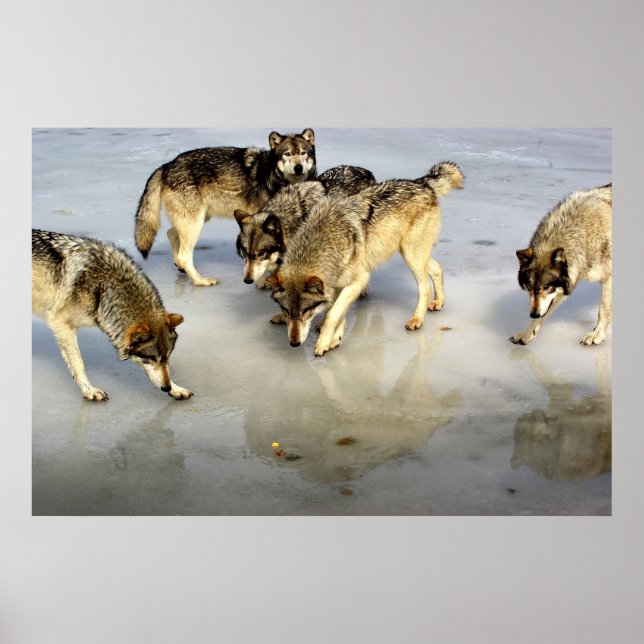 Affiche Rencontrez le pack Wolf (Devant)
