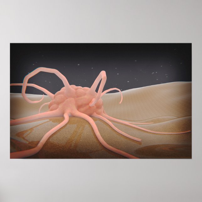 Affiche Rendu 3D De La Phagocytose De Macrophage (Devant)