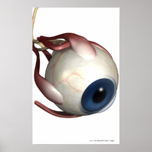 Affiche Rendu réaliste des muscles de l'oeil