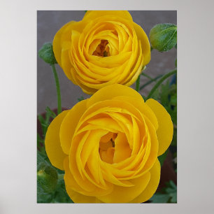 Affiche Renoncules jaunes - Fleur de bulbe de printemps -