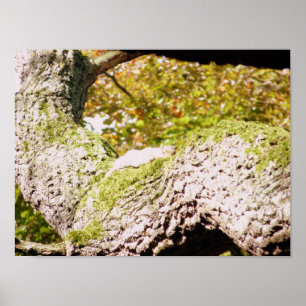 Affiche Repérez l'écureuil gris