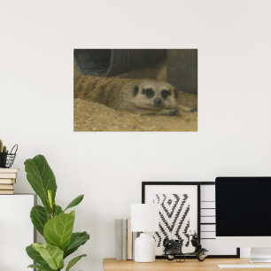 Affiche Repos Meerkat - Art réaliste de la faune