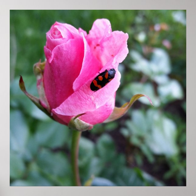 Affiche reposant sur un rose (Devant)