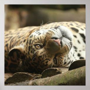 Affiche Repose de Jaguar