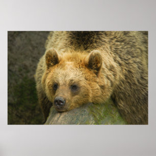 Affiche Repose de l'ours Brown