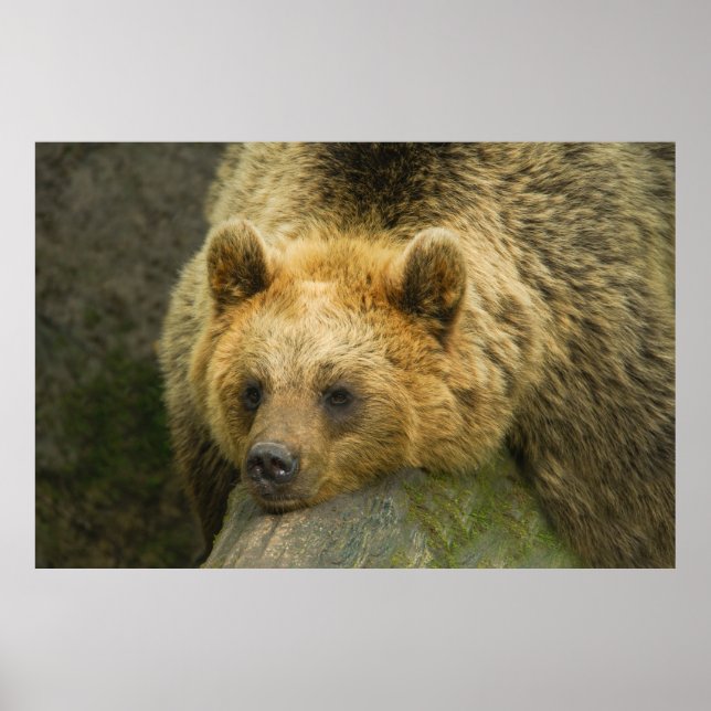 Affiche Repose de l'ours Brown (Devant)