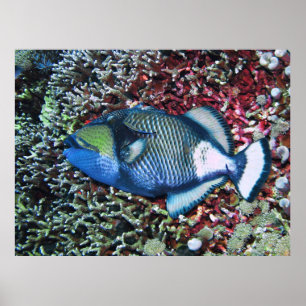 Affiche Repose de Titan