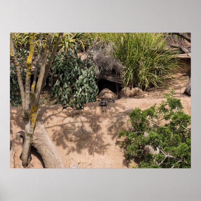 Affiche Repose des Meerkats dans la faune de l'habitat nat (Devant)